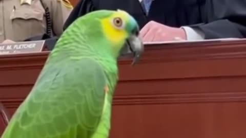 Parrot 🦜 in Court