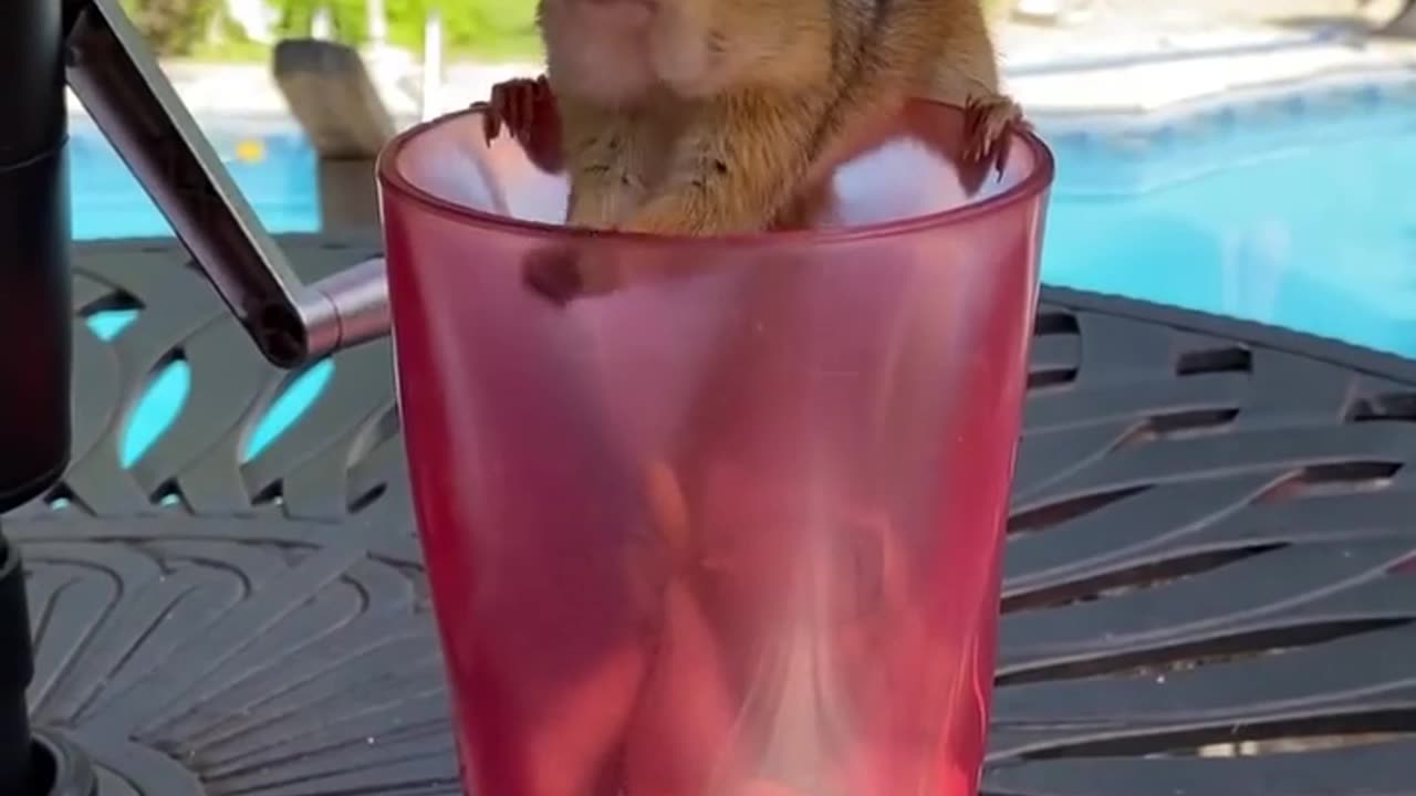 🤣🐿️ Chipmunk's All-You-Can-Eat Buffet Adventure! | FunFM