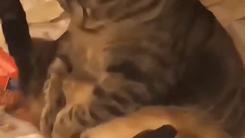 Fluffy kitty need to expand themselves lol !!