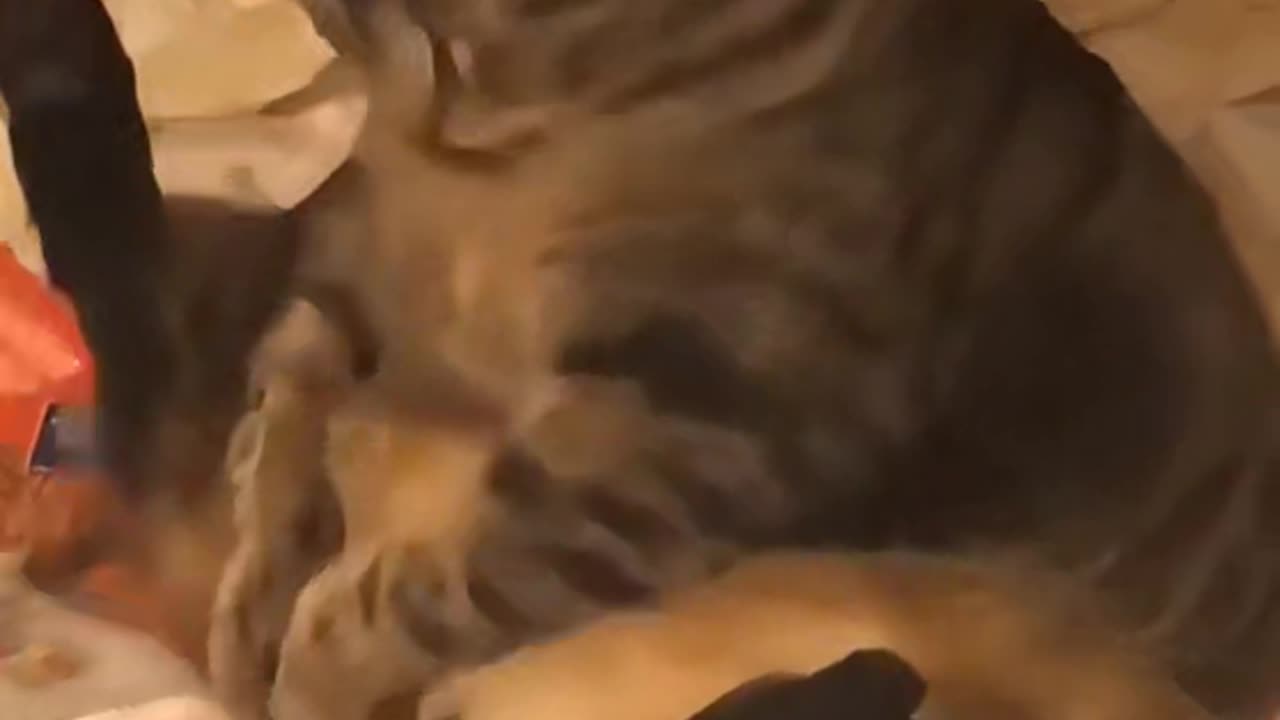 Fluffy kitty need to expand themselves lol !!