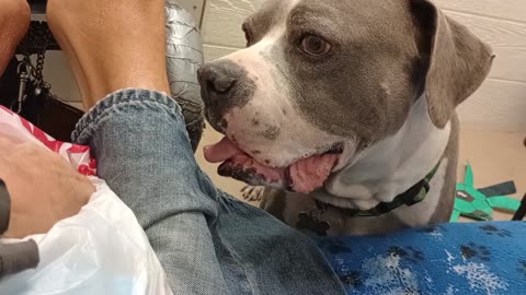 Sheldon 9y A859258 @TRN less busy more trustin, bein fostered he came from PACC shelter20250810726