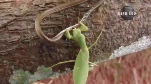 Grass hopper vs snake fight