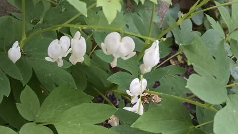 Bleeding Heart