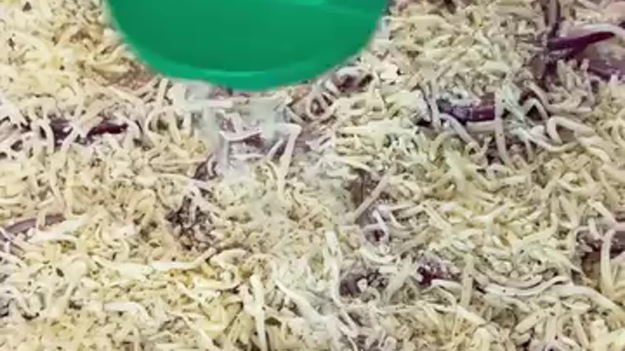 Onion Pizza Crust