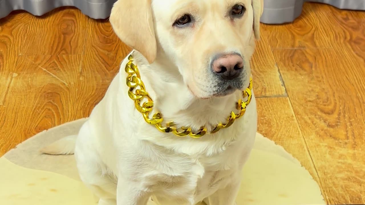 狗狗：不是，你拿个电子的来糊弄我？Dog: Are you fooling me with an electronic one?