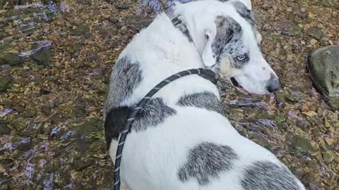 Wading across the cool spring-fed waters on a hot Summer Day