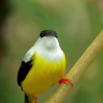 Colorful Bird Resting on Bamboo Branch