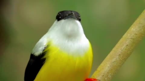 Colorful Bird Resting on Bamboo Branch