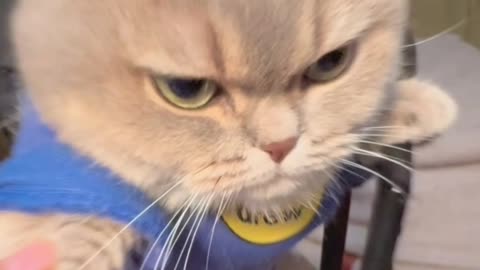 Who Can Resist This Cute Face? 😺