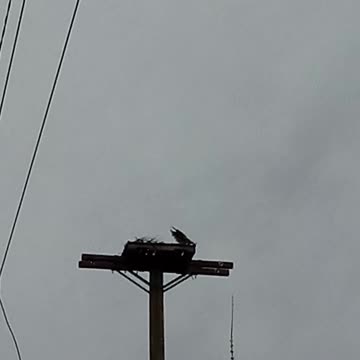 Spotted An Osprey On Jim Baily Rd In Kelowna BC 🇨🇦 April 10 2025