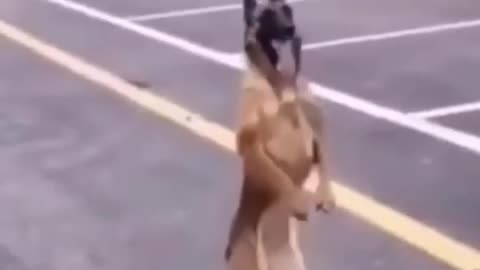Animals funny video 😂📸