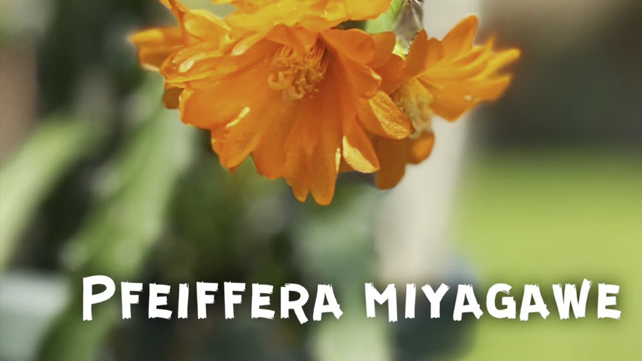 Pfeiffera miyagawae