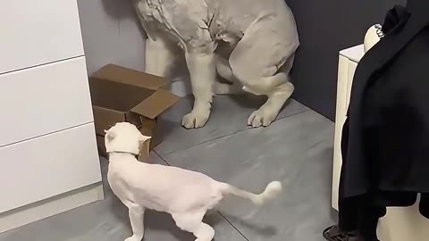 Dog frightened by cat