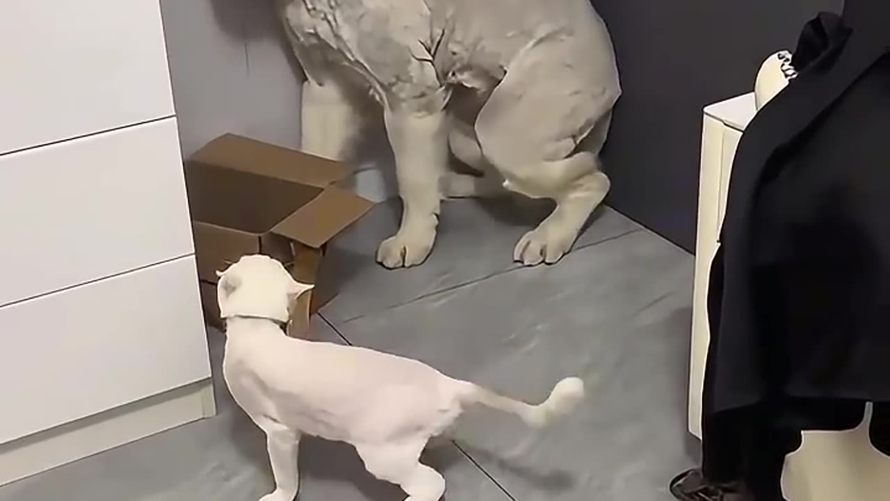 Dog frightened by cat