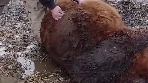 Hiw to prevent a cow from bloating