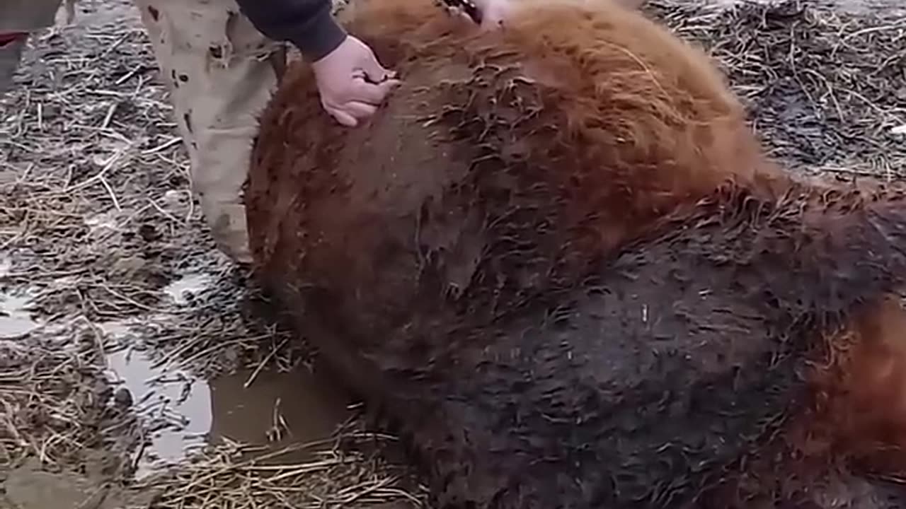 Hiw to prevent a cow from bloating