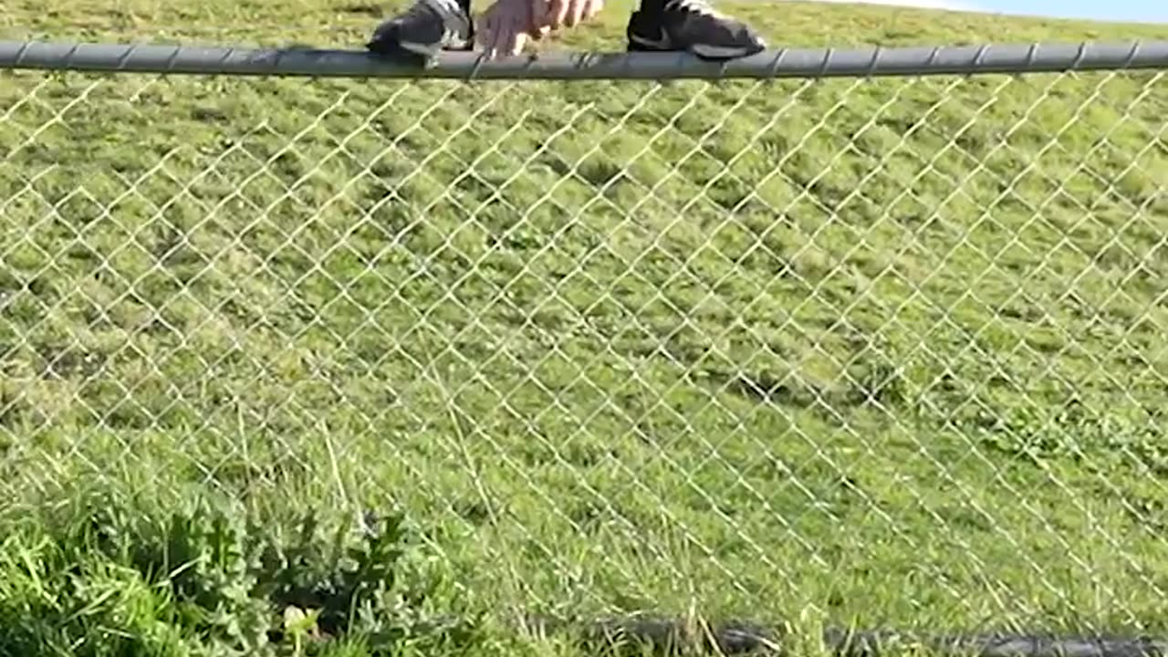 Which animal do you resemble when jumping?