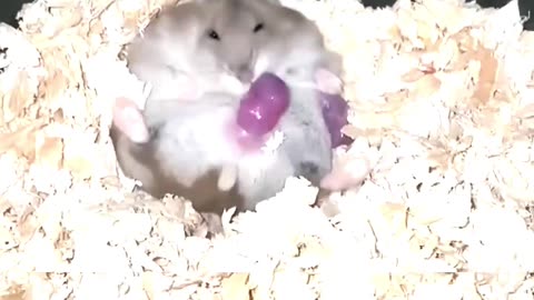 A sterile cat adopts a mouse as her baby #animals #love #shorts