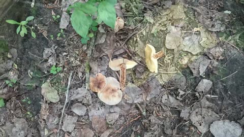 ОТец ищет грибы 27 мая. Трутовик плоский (Ganoderma applanatum) и много других грибов