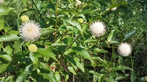 Sugar Shack Buttonbush