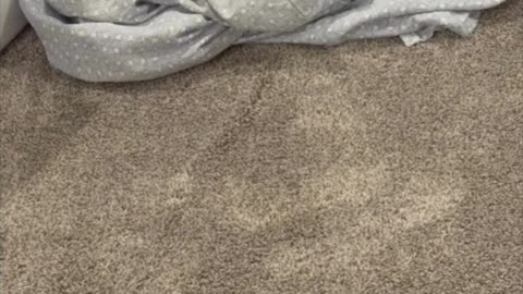 Cute Precious Piper Helps Out Around the House - My Adopted Shelter Cat Vlog #shorts