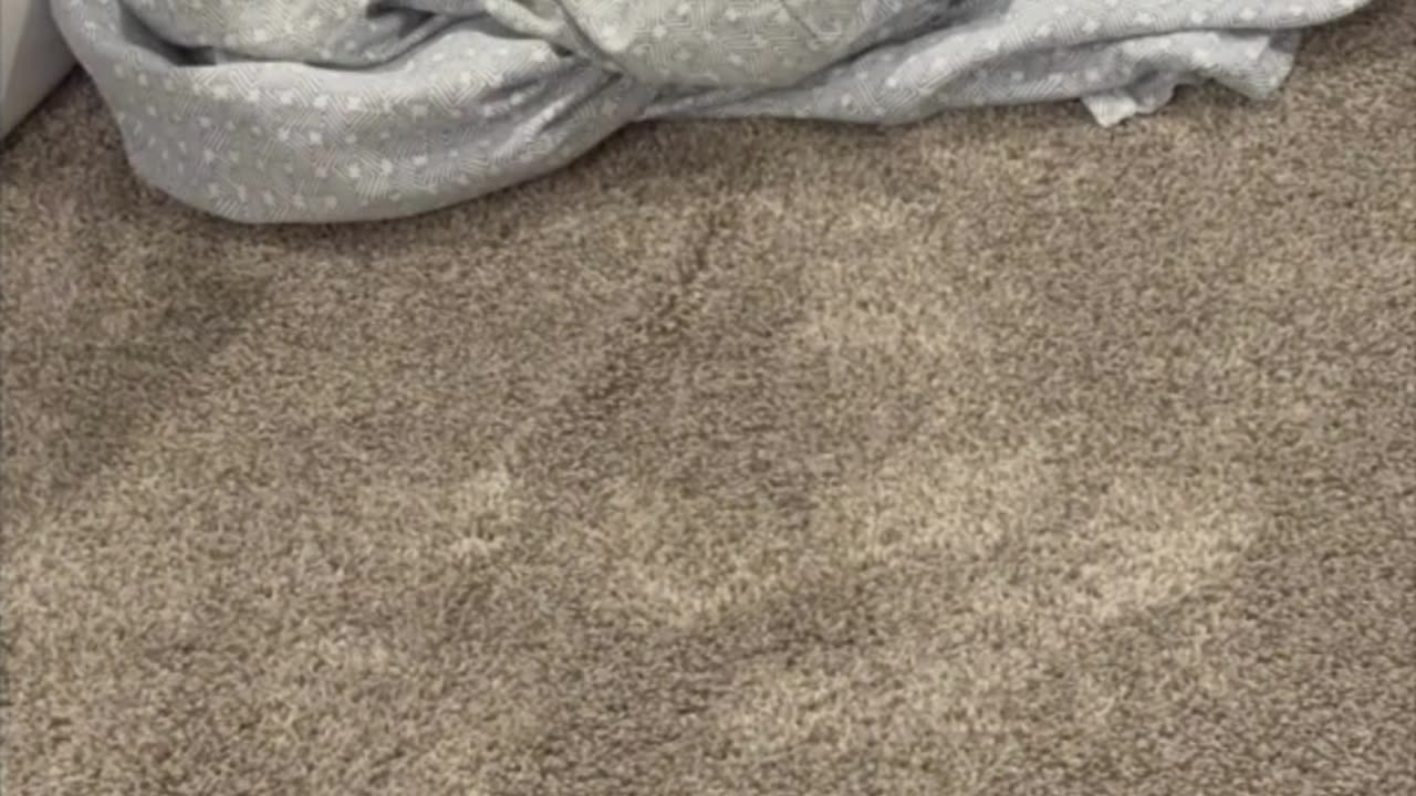 Cute Precious Piper Helps Out Around the House - My Adopted Shelter Cat Vlog #shorts