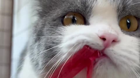 😂🐱 When You're Running Late, But Your Cat Reminds You Who's Boss... | FunFM