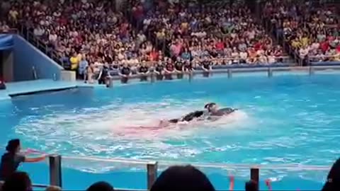 Shocking: Jessica vs Orca: The Scary Moment #orca #jessica #whale #shorts #viral