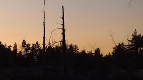 Deadwoods of ravens - Rajakallio nature reserve