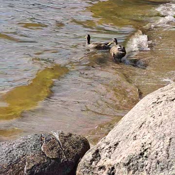 Moments of Duck Life on the Lake - Watch & Enjoy! 🦆