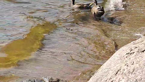 Moments of Duck Life on the Lake - Watch & Enjoy! 🦆