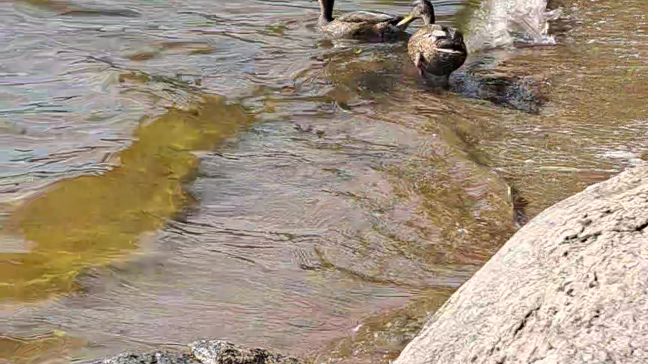 Moments of Duck Life on the Lake - Watch & Enjoy! 🦆