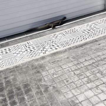 The Thai Komodo Dragon Climbing Garages and Scaring Everyone