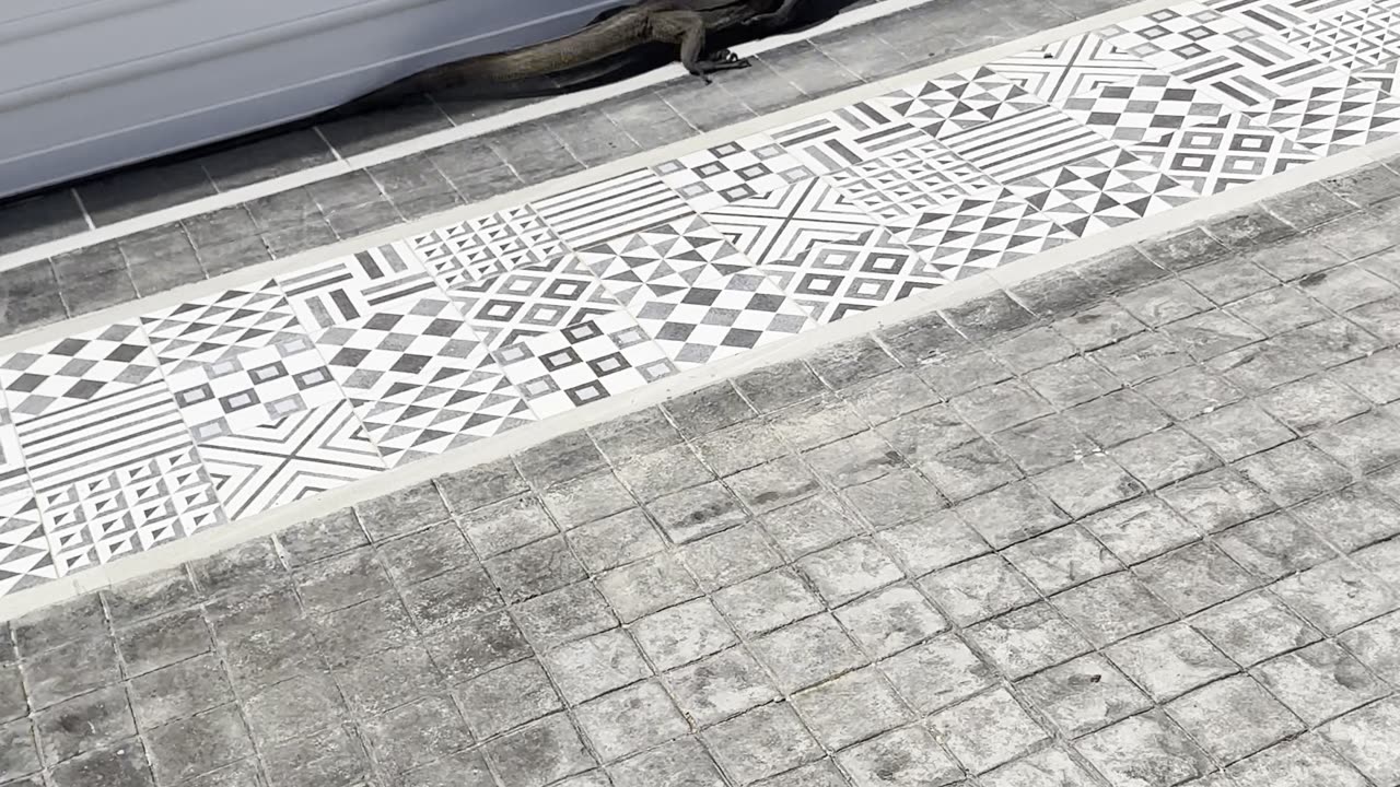 The Thai Komodo Dragon Climbing Garages and Scaring Everyone