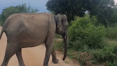 Sri Lanaka Elephant
