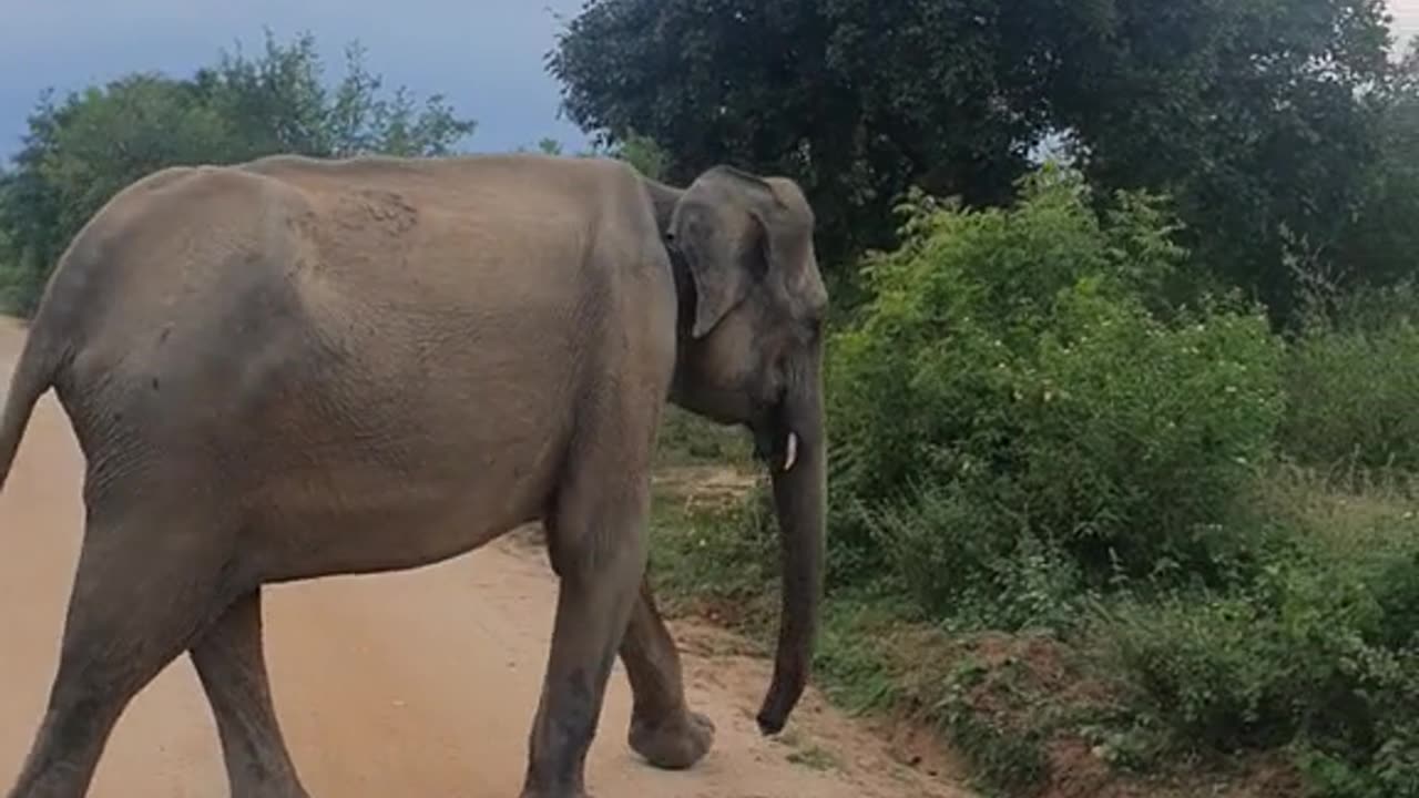Sri Lanaka Elephant