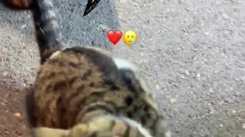 “You making a video?” – the cat, every time you hit record.
