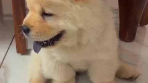 Lucky_boy