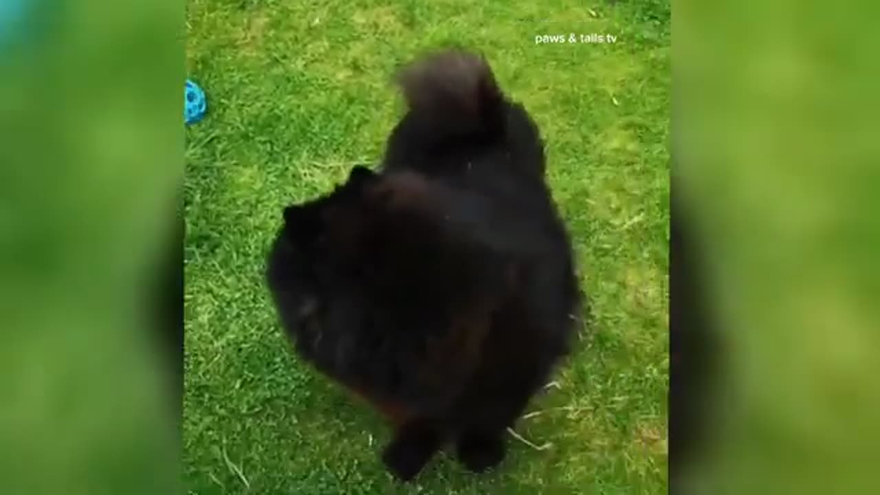 Funniest animal moments| try not to laugh