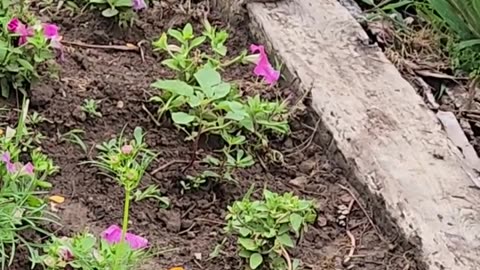 Baby Rabbit that lives in the Wildflowers eating Petunia Blossoms for Breakfast