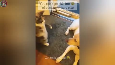 Funny Cats And Dogs 2025 😂 Funny Animals Video