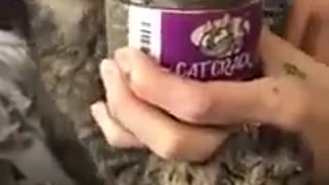 😹🐈 You Won't Believe This Epic Cat Prank! Cat Crack | FunFM