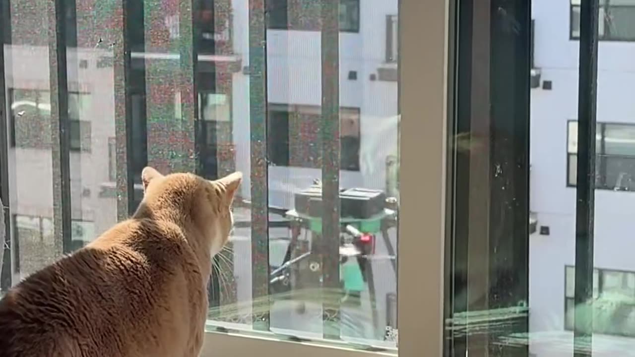 😱🐱 Poor cat | FunFM