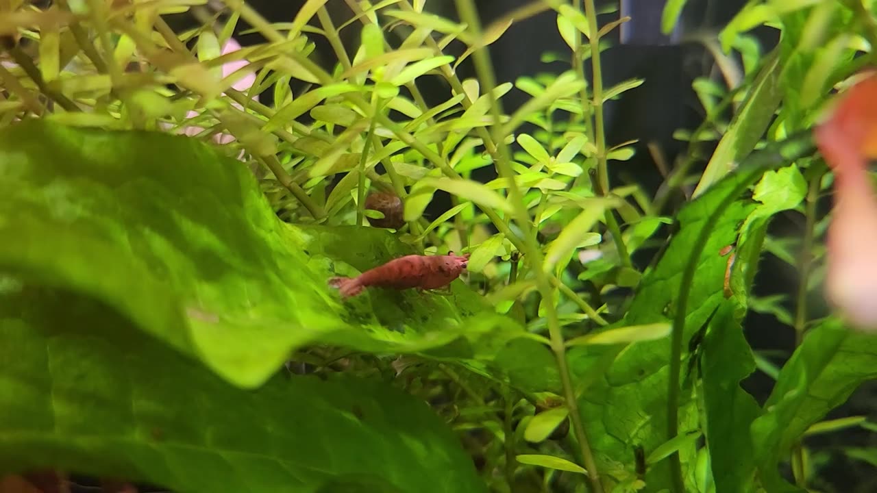 Cherry Shrimp Join Guppy Tank Aquascape