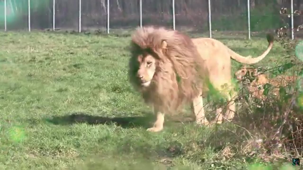 Funny Lion