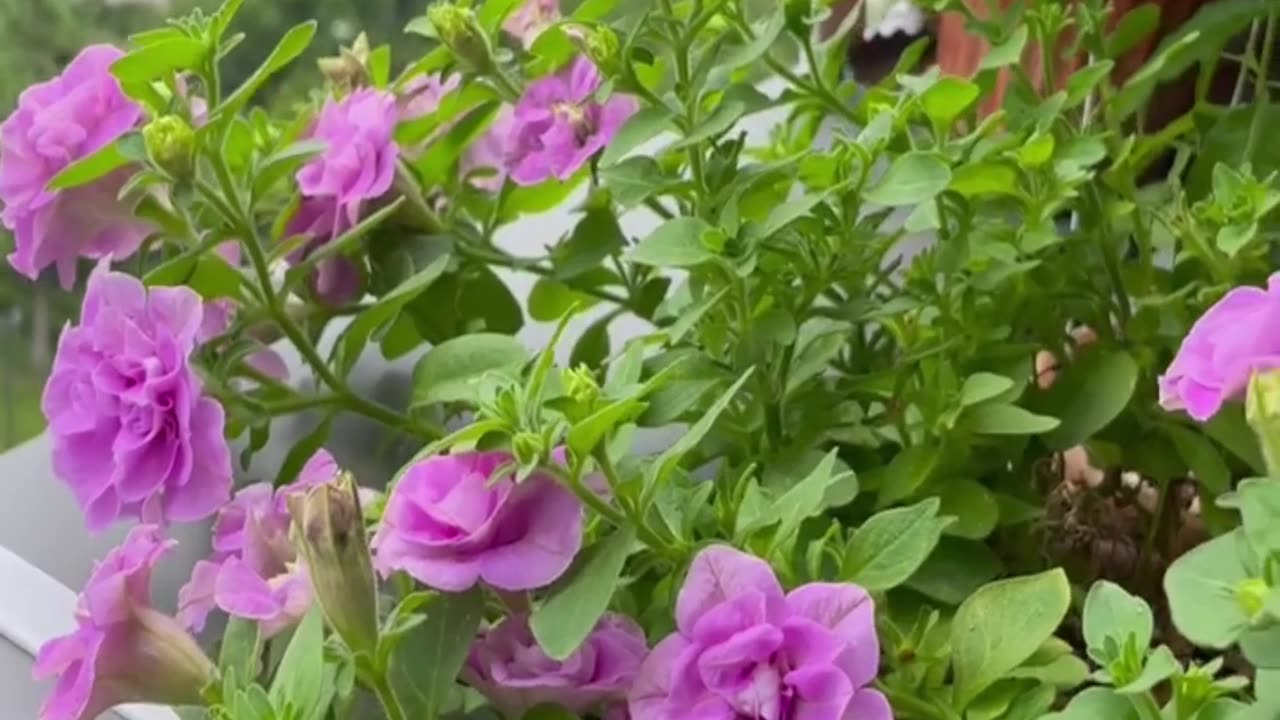 enjoy beautiful balcony flowers