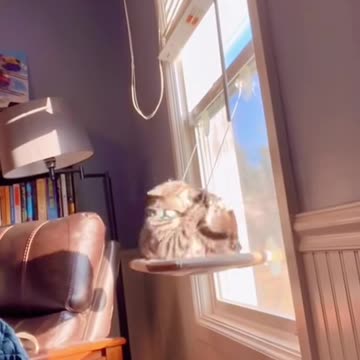 Cat fall ! 😂 #funnycat #funnyanimals #funnypets #funny #funnyvideos