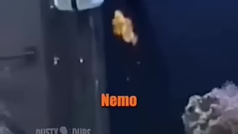 Video Nice