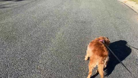 Sunny day walk