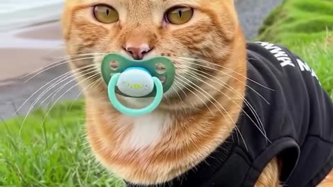 Tiny Paws, Big Adventures: Baby Kitten’s First Playtime